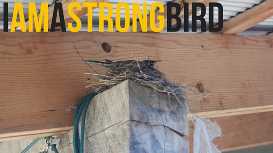 I am a strong bird